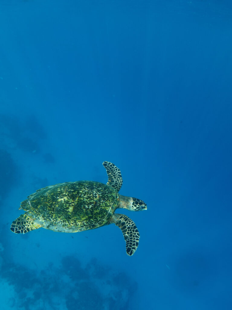 polinezja francuska snorkeling