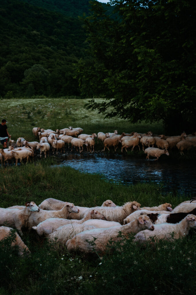 gruzja noclegi lakva village lagodekhi