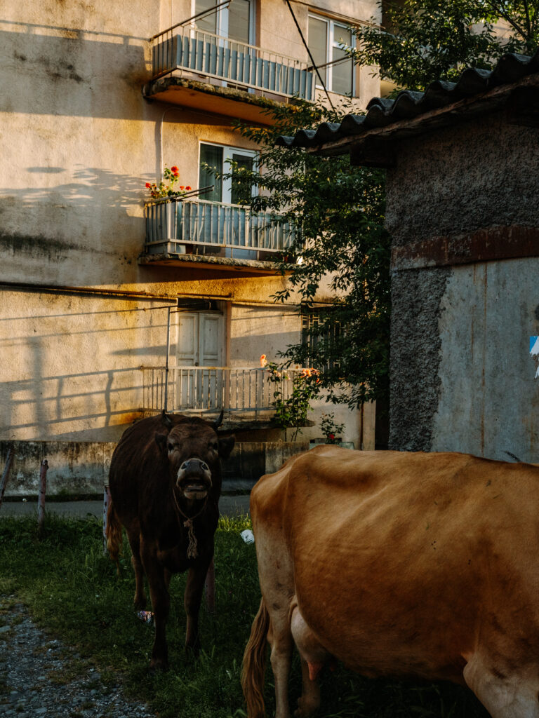 gruzja noclegi lakva village lagodekhi