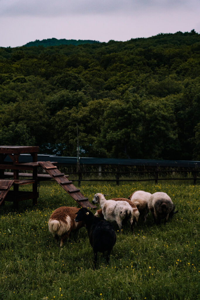 kiketi farm gruzja