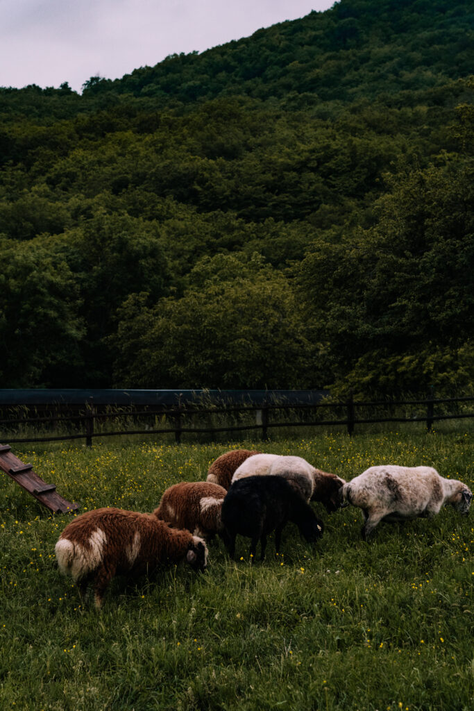 kiketi farm gruzja