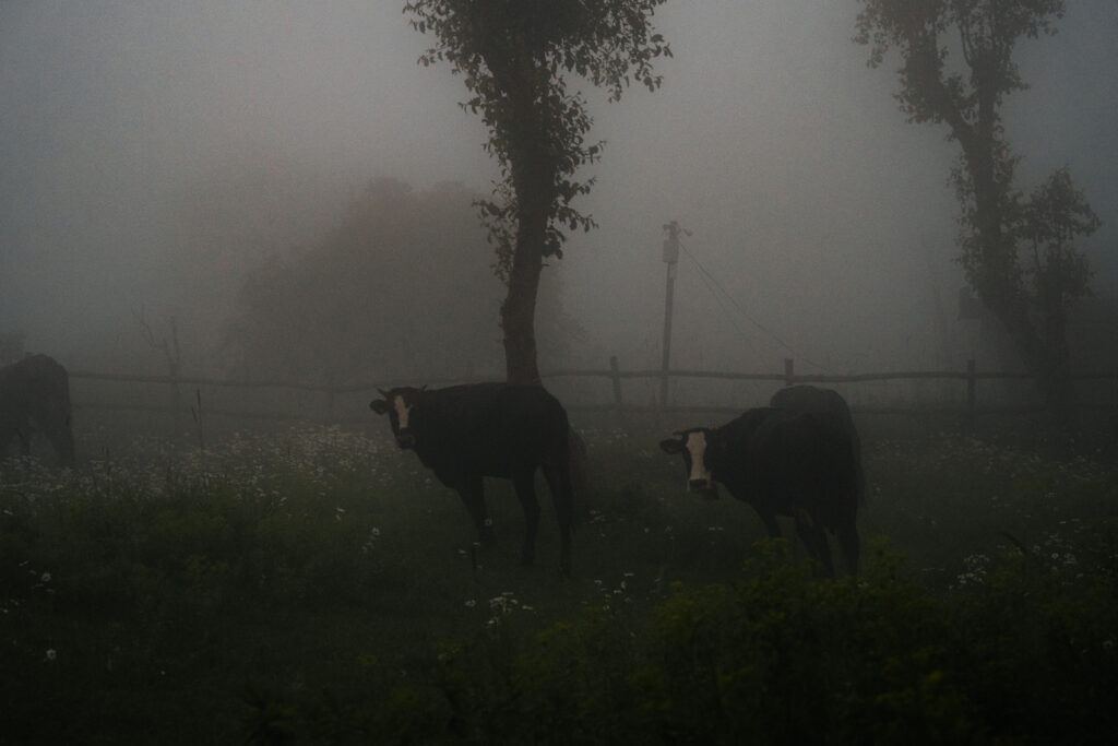 kiketi farm gruzja