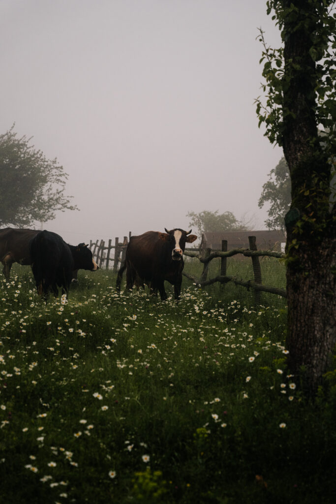kiketi farm gruzja