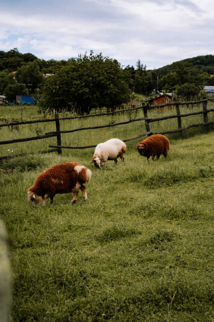kiketi farm gruzja