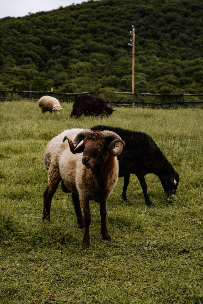 kiketi farm gruzja