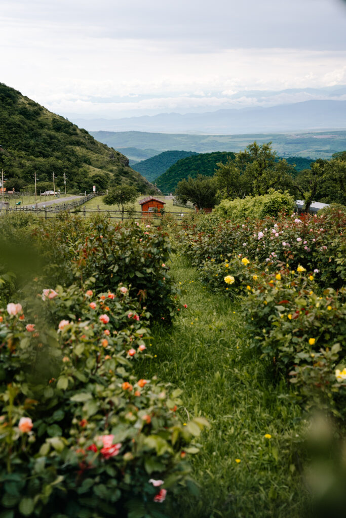 kiketi farm gruzja